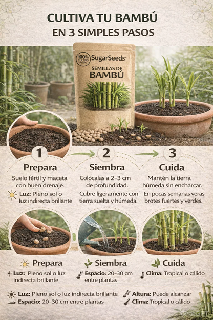 Semillas Premium de Caña de Azucar Morada!