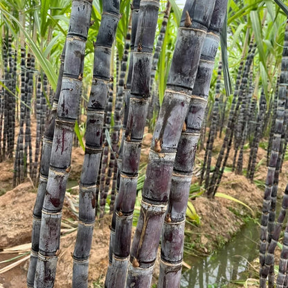 Semillas Premium de Caña de Azucar Morada!
