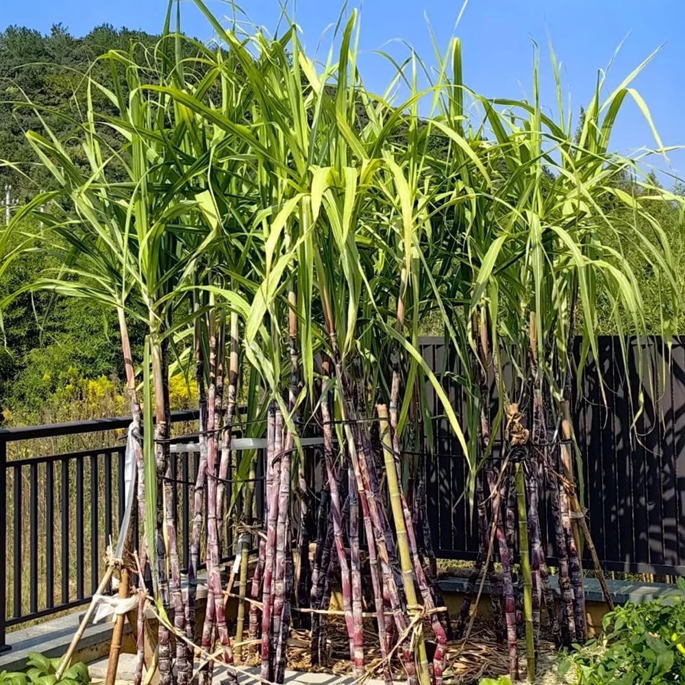Semillas Premium de Caña de Azucar Morada!