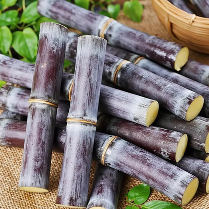 Semillas Premium de Caña de Azucar Morada!